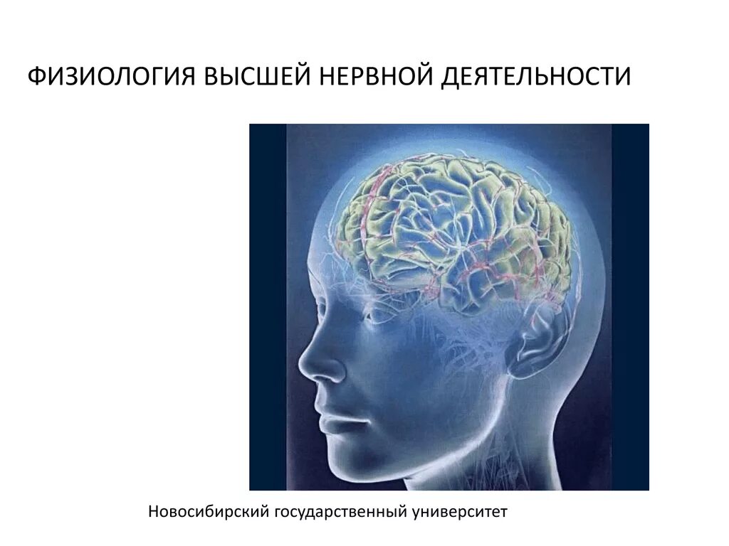 Высшая нервная деятельность человека презентация. Высшая нервная деятельность физиология. Высшая нервная деятельность речь. Физиологические основы высшей нервной деятельности. Физиология высшей нервной деятельности презентация.