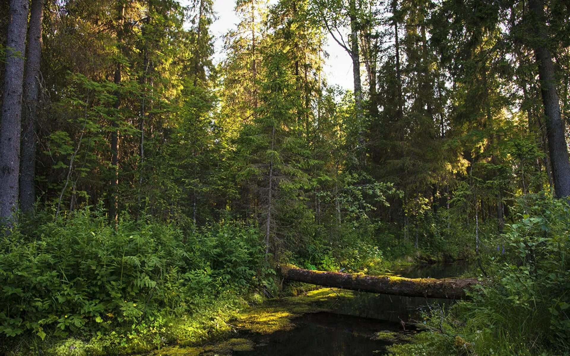 Клесты изложение клесты. Лесная чаща. Стихи про осень русских писателей. Грамматическая основа предложения. В лесную чащу предложение.