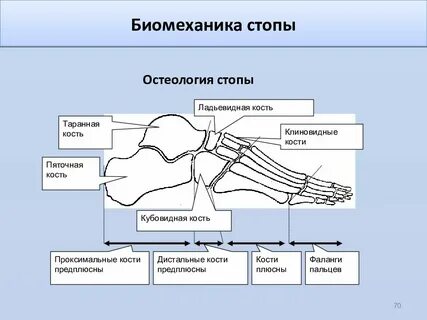 Сделайте анализ терминов по тэ osteologia pathologia
