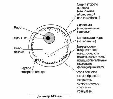 Сопровождается образованием полярных телец