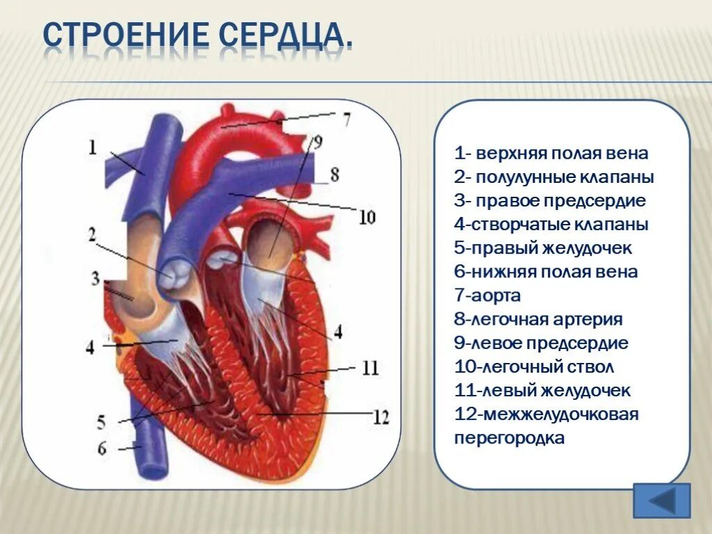 1 функции сердца. Строение сердечной системы человека. верхняя полая вена створчатые клапаны правый желудочек. схема строения сердечно сосудистой системы. строение и функции сердечно-сосудистой системы (ссс)..