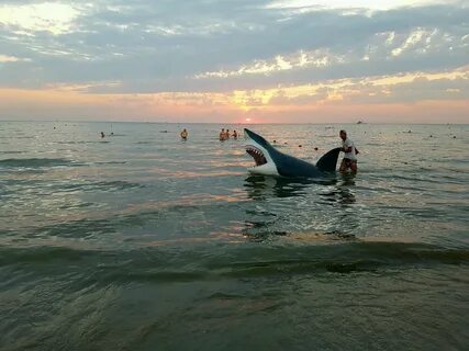 В анапе животное в море