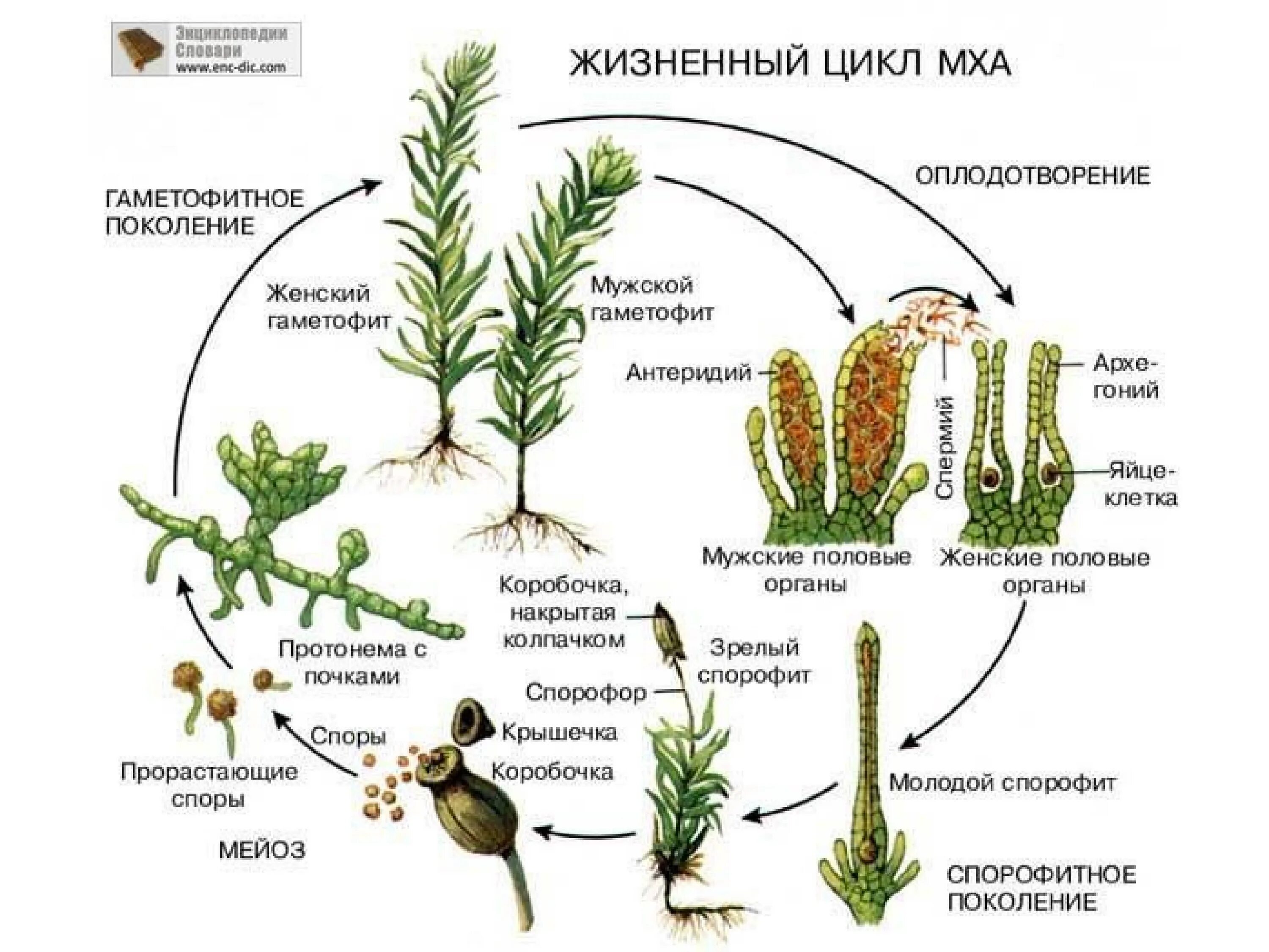 Жизненный цикл моховидных растений схема. Жизненный цикл мохообразных схема. Жизненный цикл мха сфагнума схема. Жизненный цикл сфагнума схема. Нить развивающаяся из споры