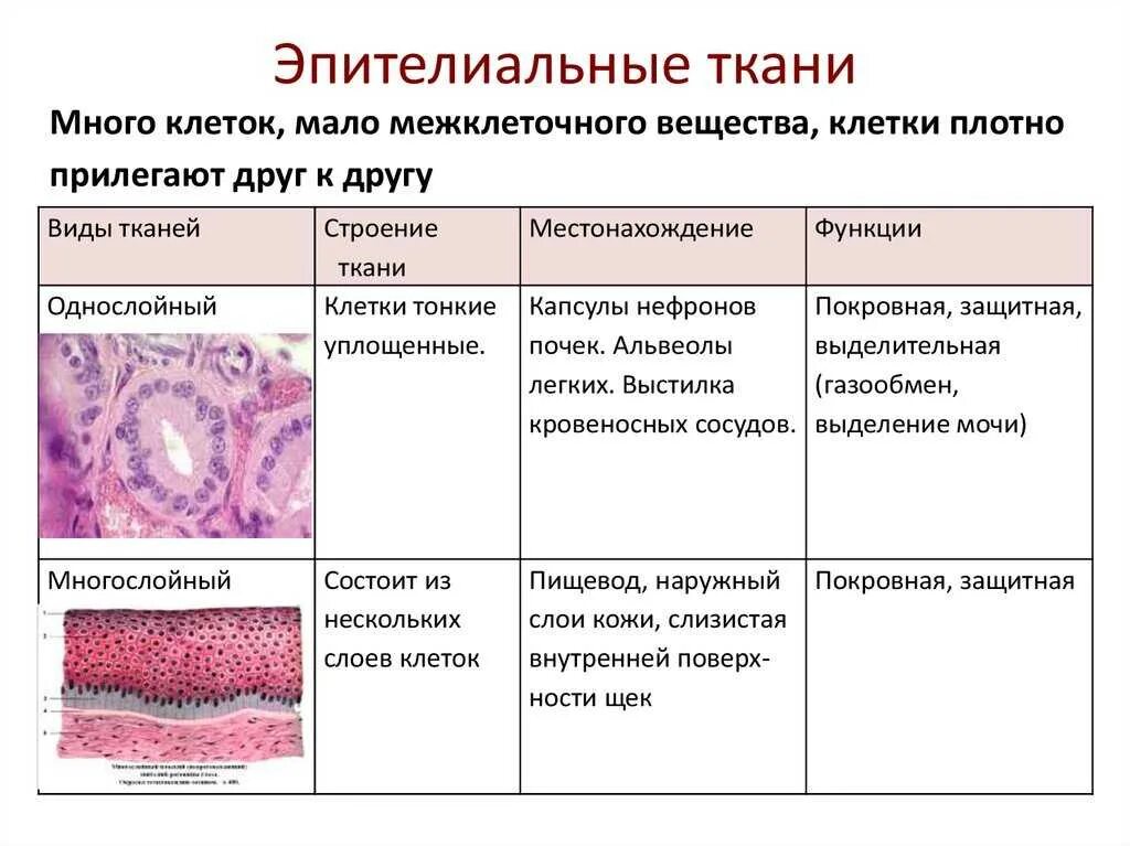 Функции эпителиальной и соединительной нервная. Функции эпителиальной и соединительной нервная