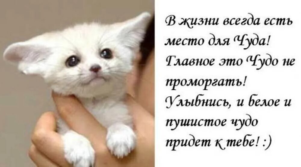 Тест какое ты чудо. Белая и пушистая статус. белая и пушистая афоризмы. ты чудо картинки. слово чудеса картинки.