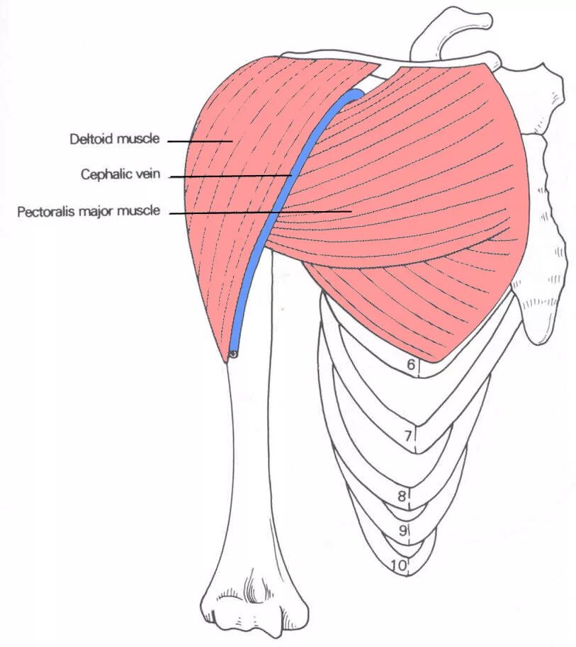 Дельтовидная мышца плеча анатомия. Дельтовидная мышца мышца. 7 Пучков дельтовидной мышцы. Дельтовидная мышца анатомия крепление.