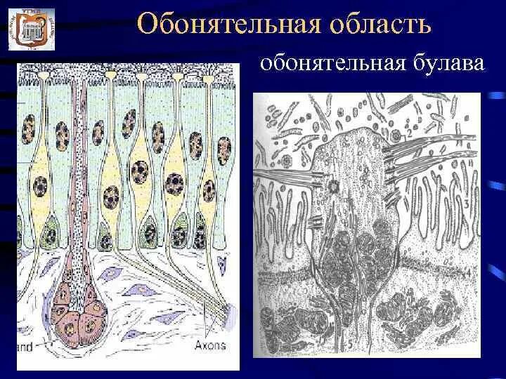 Схема строения обонятельного эпителия. Булава обонятельной клетки. Обонятельная Булава Электронограмма. Боуменовы железы обонятельного анализатора. Обонятельную функцию выполняет