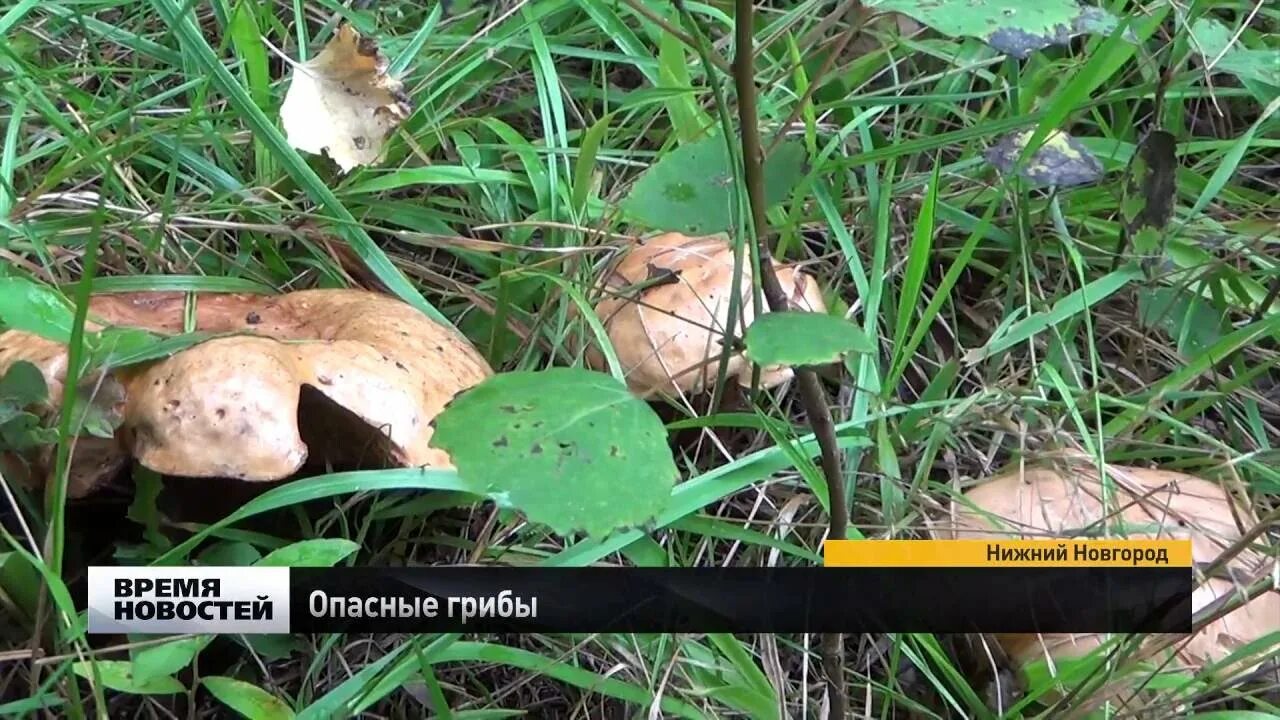 Почему грибы опасны. Ядовитые грибы Воронежской области. Волнушка опасный гриб. Ядовитые грибы Воронежской области фото и название. Смертельно опаснее грибы.