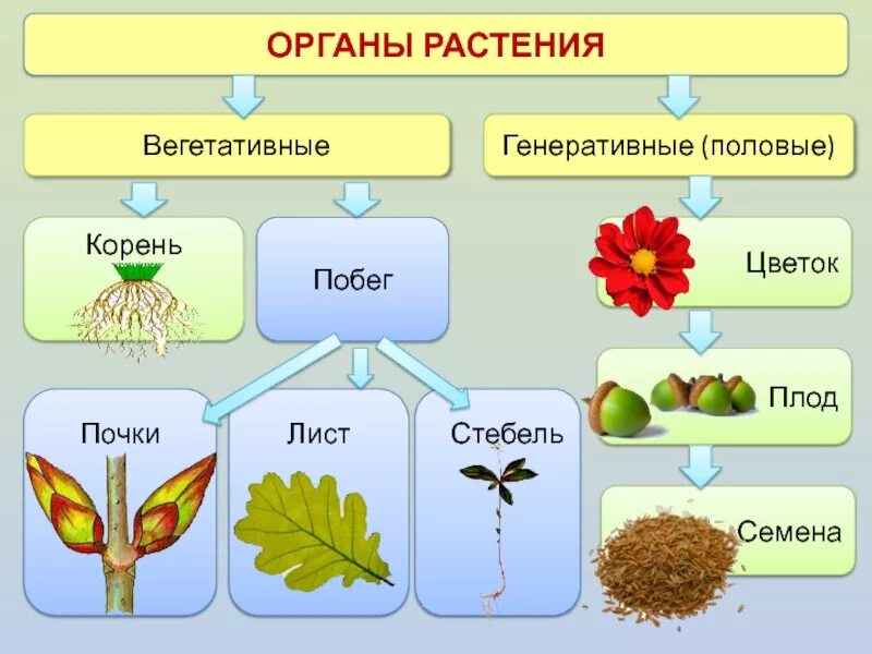 Таблица вегетативные органы генеративные органы. Вегетативные и генеративные органы растений таблица. Вегетативные и генеративные органы растений. Вегетативные органы высший растений.