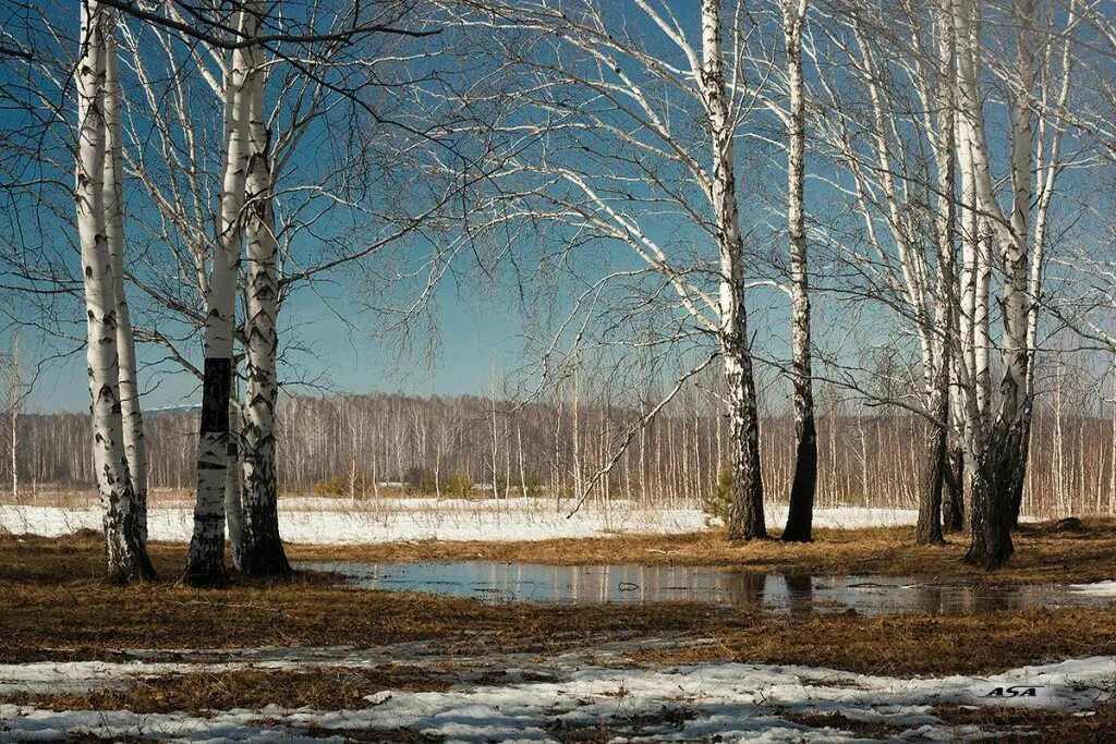 В село пришла вода. Природа весной.