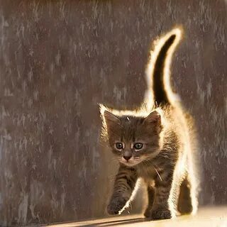 Почему приходят котята