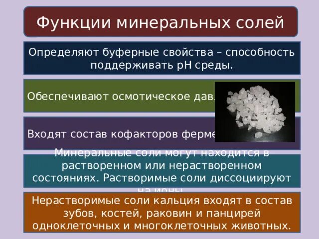 Минеральные соли выполняемые функции. Минеральные соли функции в клетке. биологические функции минеральных солей. минеральные соли функции в организме человека. функции минеральных солей биология 6 класс.