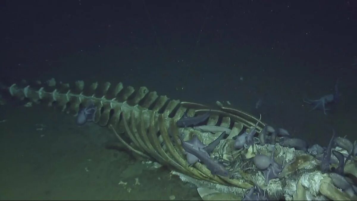 Почему обитатели живущие на дне океана испытывают. Обитатели больших глубин. Глубоководные обитатели. Скелеты морских обитателей.