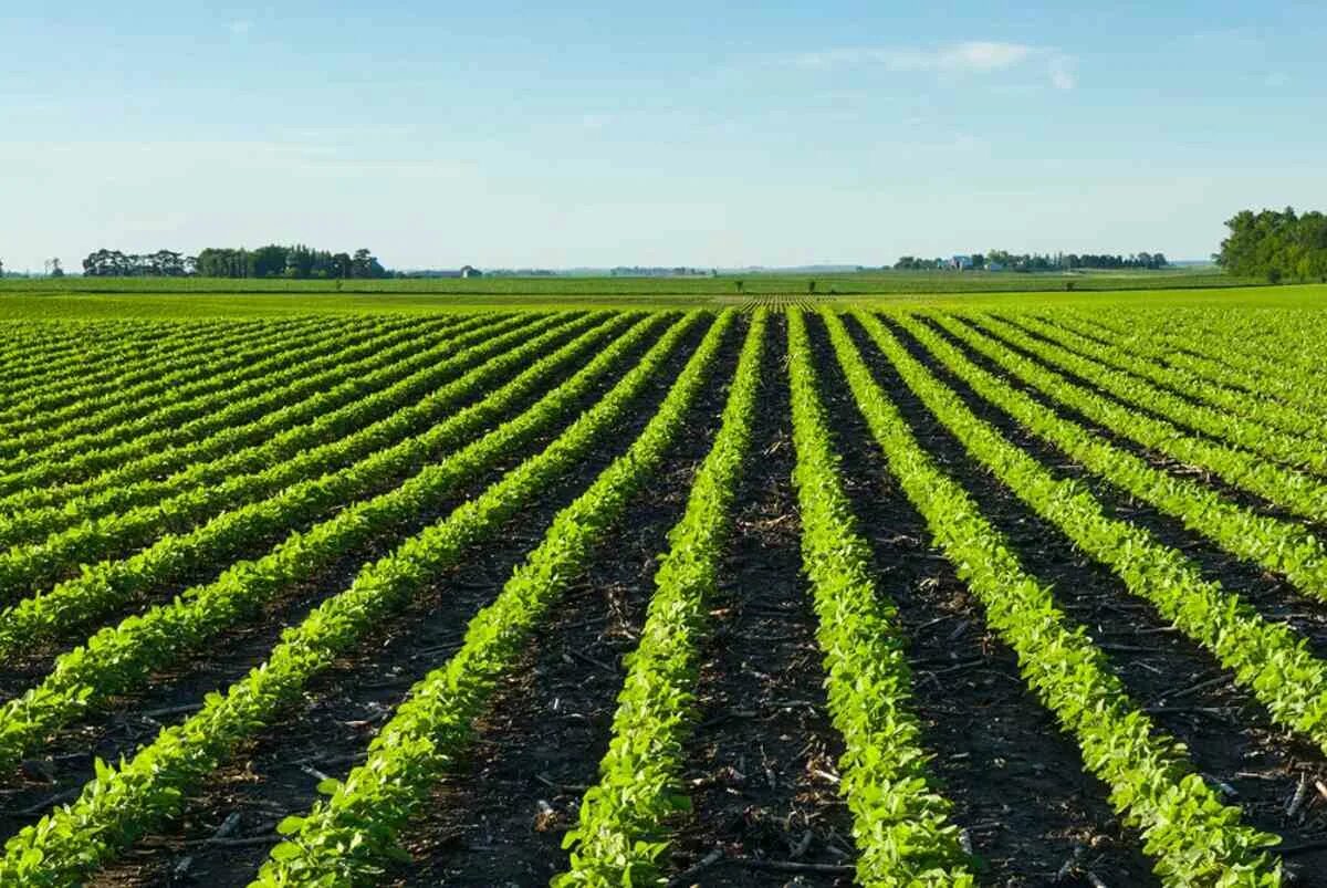 растениеводство. селекция в растениеводстве. селекционер профессия. урожай пшеницы. новые сорта сельскохозяйственных культур.