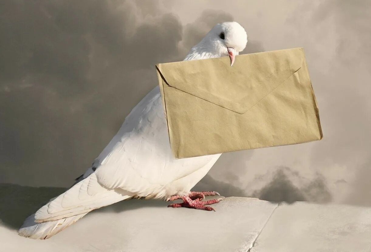 голуби в природе. голуби почтовые песня о родине для детей. голуби почтовые песня о родине для детей. стихи о мире. почтовый голубь.