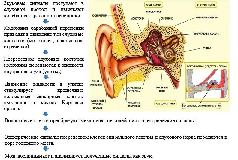 Несиндромальная нейросенсорная тугоухость. Нейросенсорная тугоухость 3 степени. Схема передачи звуковых колебаний в слуховом анализаторе. Кондуктивная тугоухость строение уха. Звук частоты в ушах