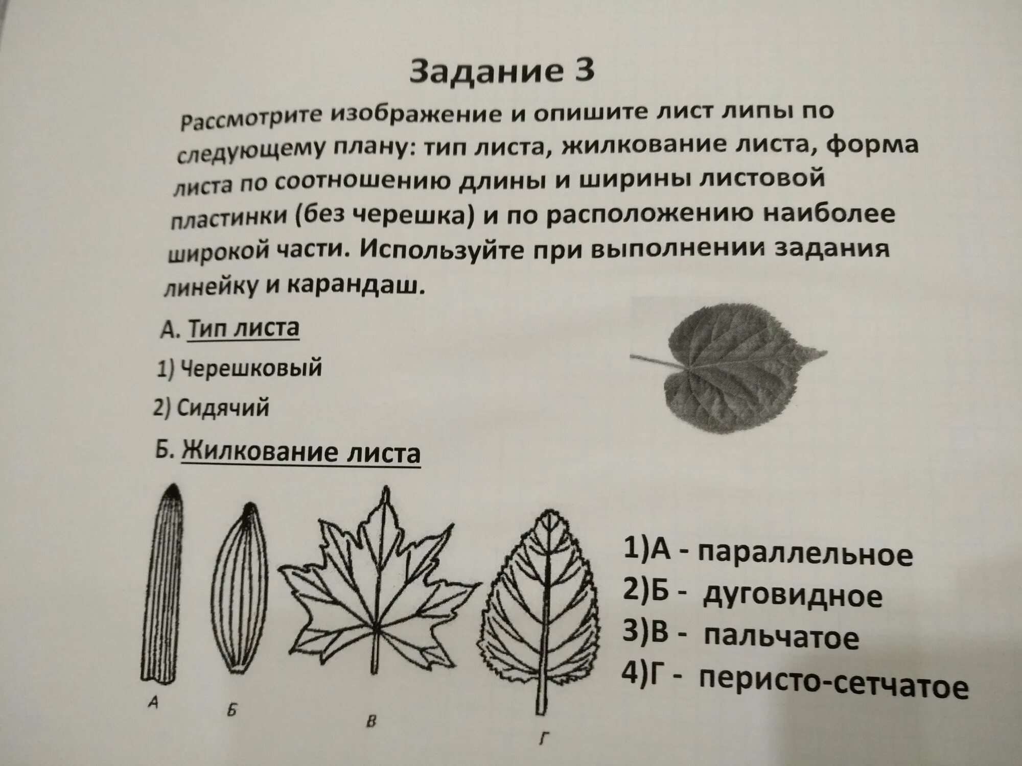 Рассмотрите изображение сирени и опишите ее. Опишите лист. Типы жилкования листа. Форма листа жилкование листа Тип листа. Жилкование сложных листьев.