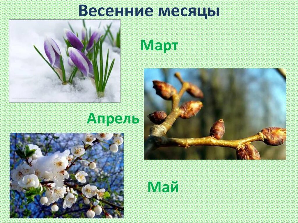 Весенние месяцы. Март апрель май. Март апрель май весенние месяцы.