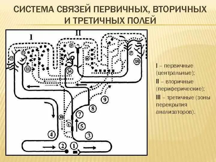 Первичные вторичные и третичные поля головного мозга. Первичные вторичные и третичные поля коры. Первичные вторичные третичные поля коры головного мозга. Системы связей первичных вторичных и третичных зон мозговой коры. Третичные поля мозга