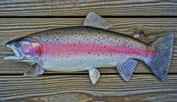 Pin on Art References Trout fishing tips, Trout, Fish mounts