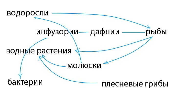 Пищевая сеть аквариума схема. Пищевая сеть экосистемы аквариума. Пищевые Цепочки в аквариумной экосистеме. Пищевые цепи питания в аквариуме.