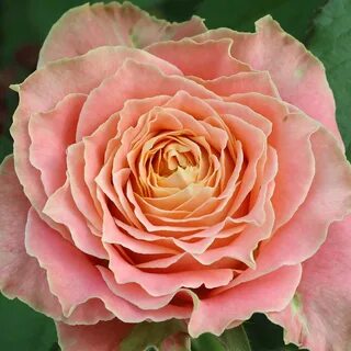 Louis rose
