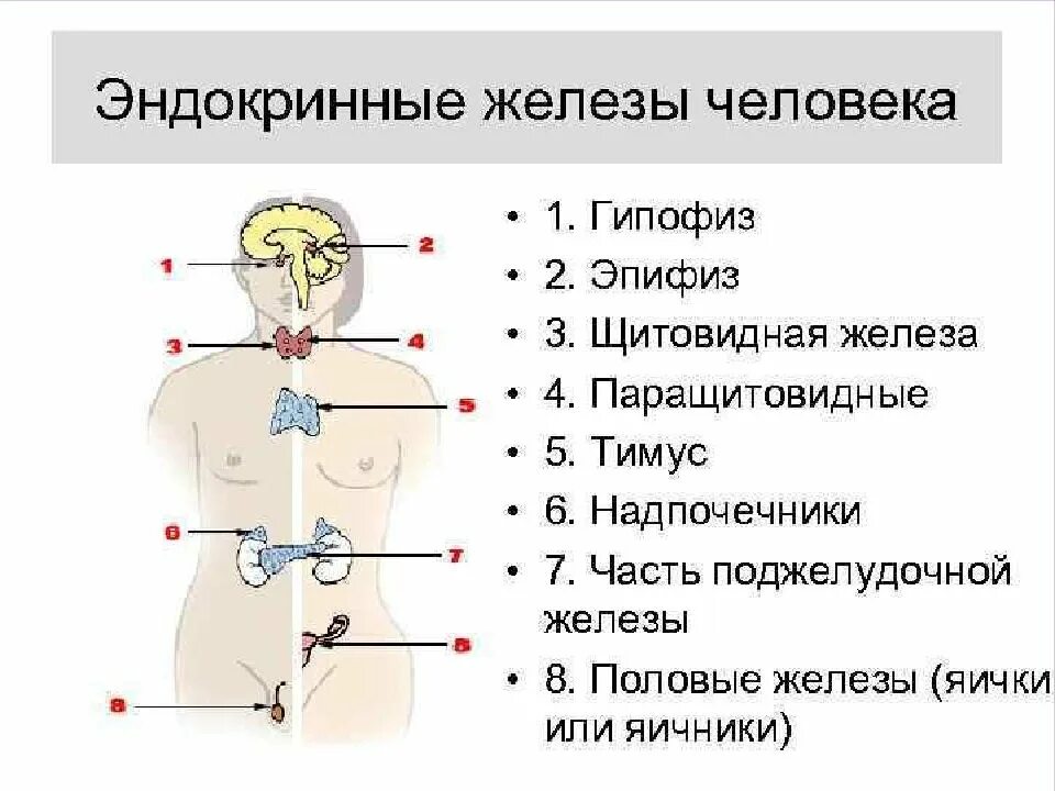 Железы внутренних желез. Схема расположения желез внутренней секреции. топография желез внутренней секреции. система желез внутренней секреции человека схема. железы строение эндокринных желез.