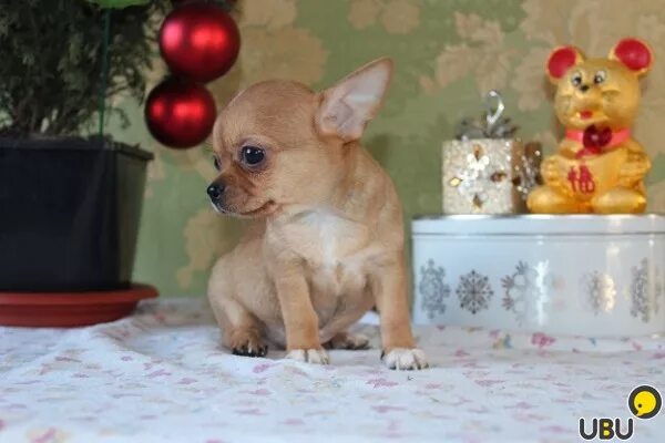 Щенки чихуахуа 2 мес. Чихуахуа мини 2 месяца. Чихуахуа мини гладкошерстные 2 месяца. Щенок чихуахуа длинношерстный 2 месяца. Щенки чихуахуа 2 мес.