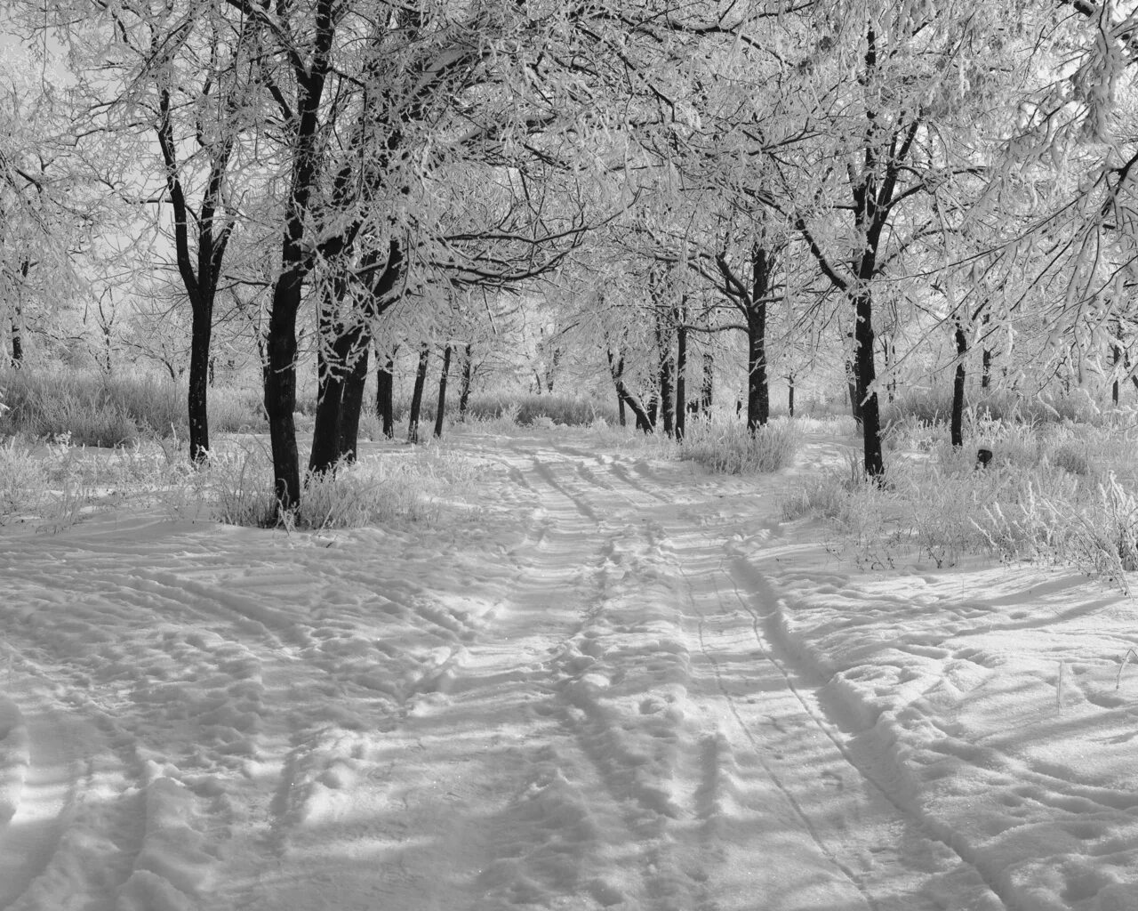 Снег белая тропа. Парк зимой тропинка. Тропинка в снегу. Февральский пейзаж. Тропинка в снегу.