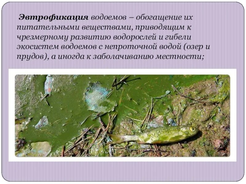 Эвтрофикация. Эвтрофикация это процесс. Эвтрофирования водоемов. Сукцессия при зарастании озера. Процесс эвтрофикации.