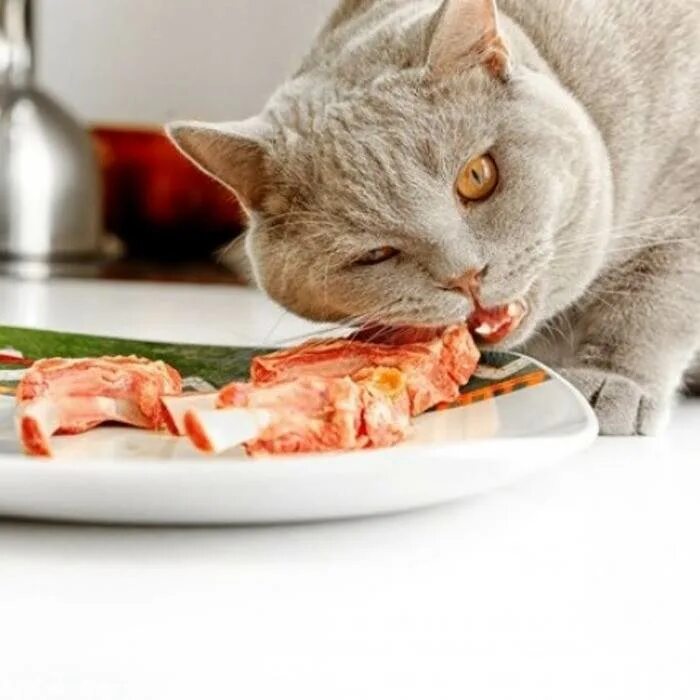 Можно котам сырое мясо
