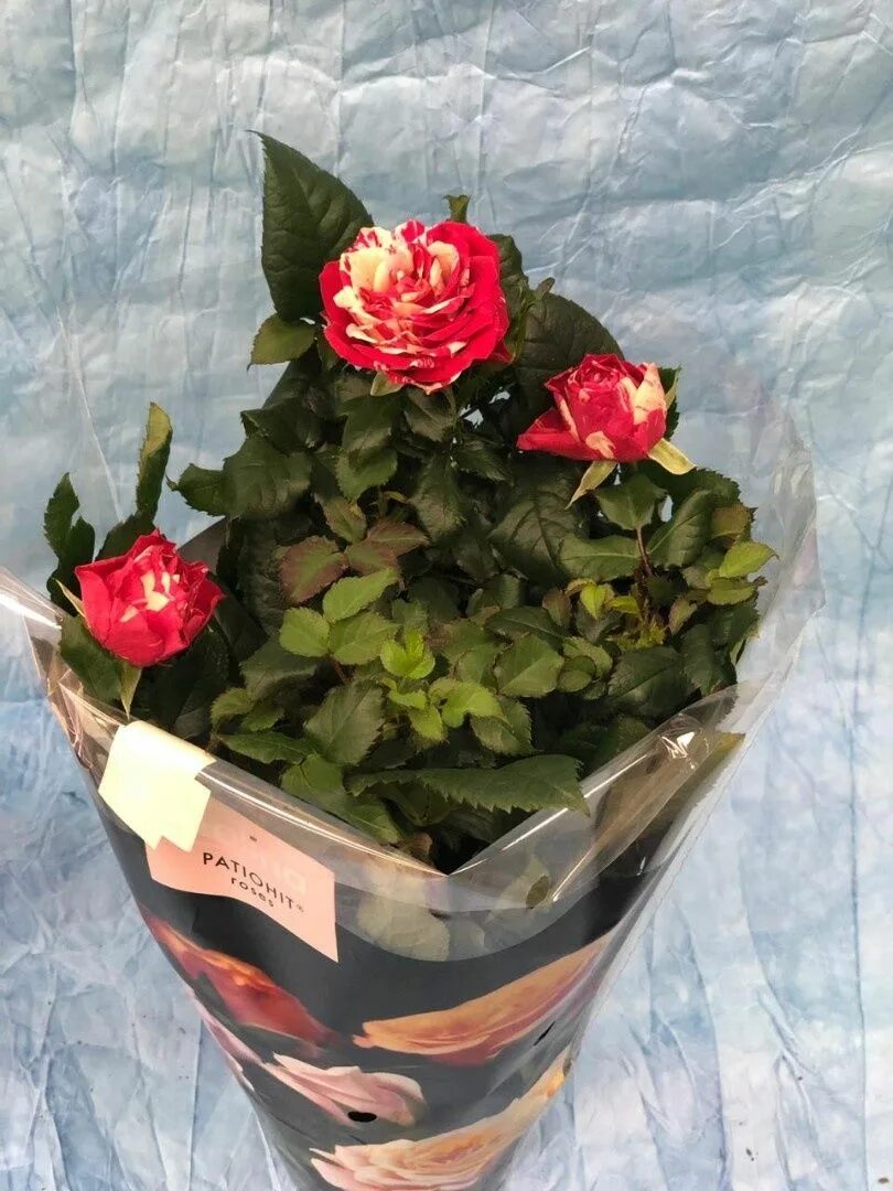 Роза стар розес микс. Розы в горшочках из магазина. Кустовая роза в горшке. Роза кордана фиолетовая. Роза комнатная кустовая.