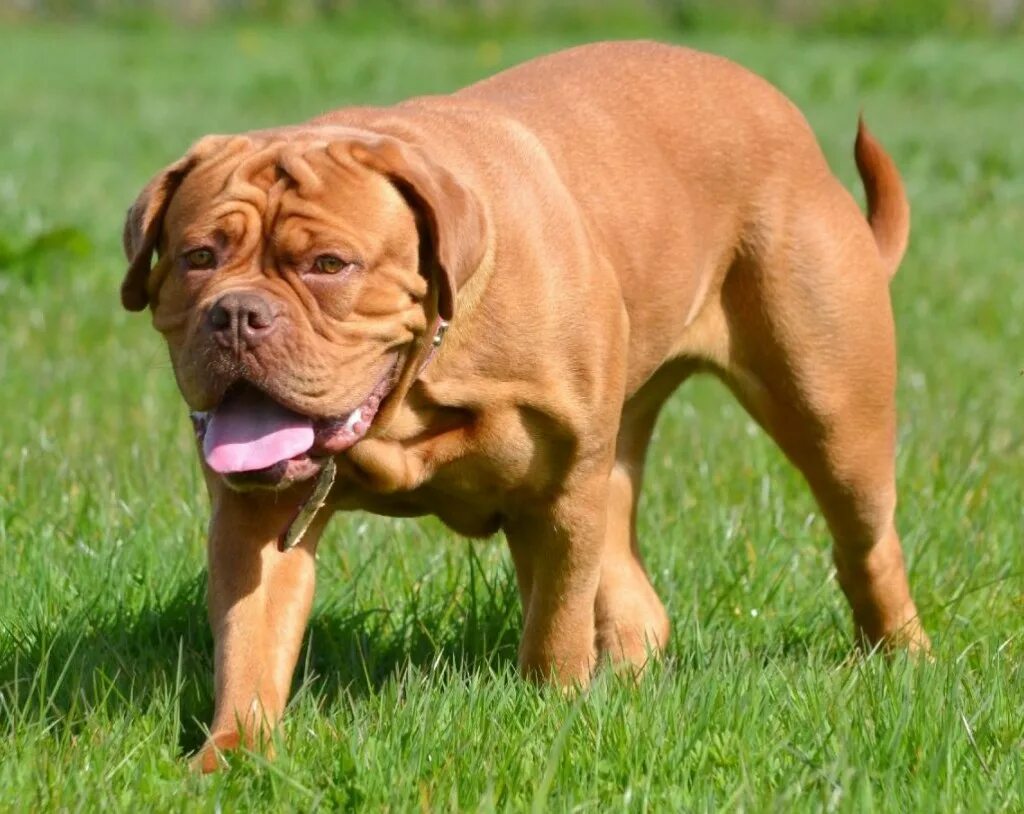 родезийский риджбек. собака доберман. родезийский риджбек африканская львиная гончая. ротвейлер короткошерстная. королевский доберман.