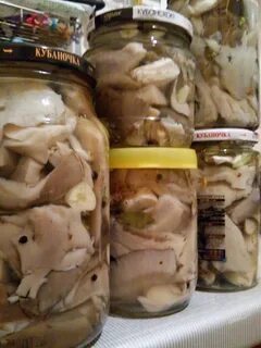 Маринованные вешенки на зиму в банке