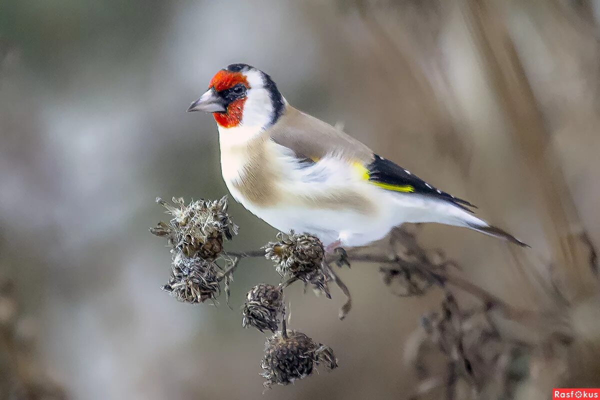 Черноголовый щегол. Фф щегол. Черноголовый щегол. Щегол среднеазиатский. Щеглы щеглы.