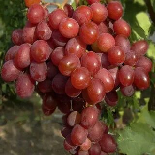 Кишмиш щелкунчик