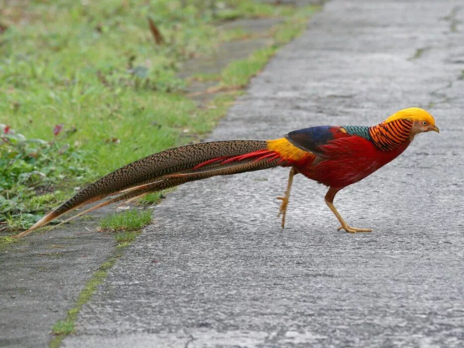 Птица имеющая длинный хвост. Золотой фазан Chrysolophus pictus. Палаванский павлиний фазан. Золотой фазан ракетохвостый. Фазан самец хвост.