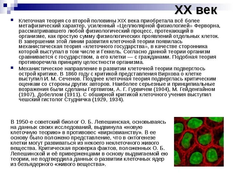 Развитие клетки. Развитие клеточной теории во второй половине. В 20 столетии клеточная теория. Дайте характеристику и критической клетки.