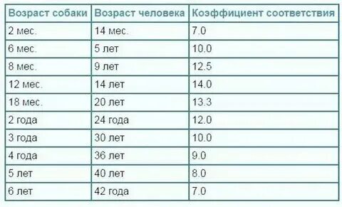 Сколько собакам лет по меркам