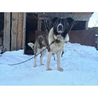 Алабай помесь