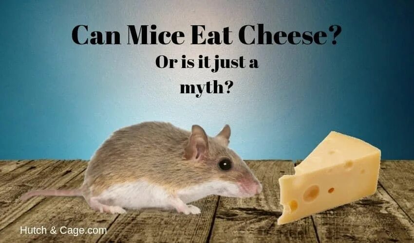 Mouse in Cheese. Mouse is eating. Mice like Cheese. Cheese and Mouse распаковка. С английского на русский язык mice