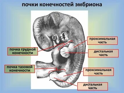 Развитие почек плода