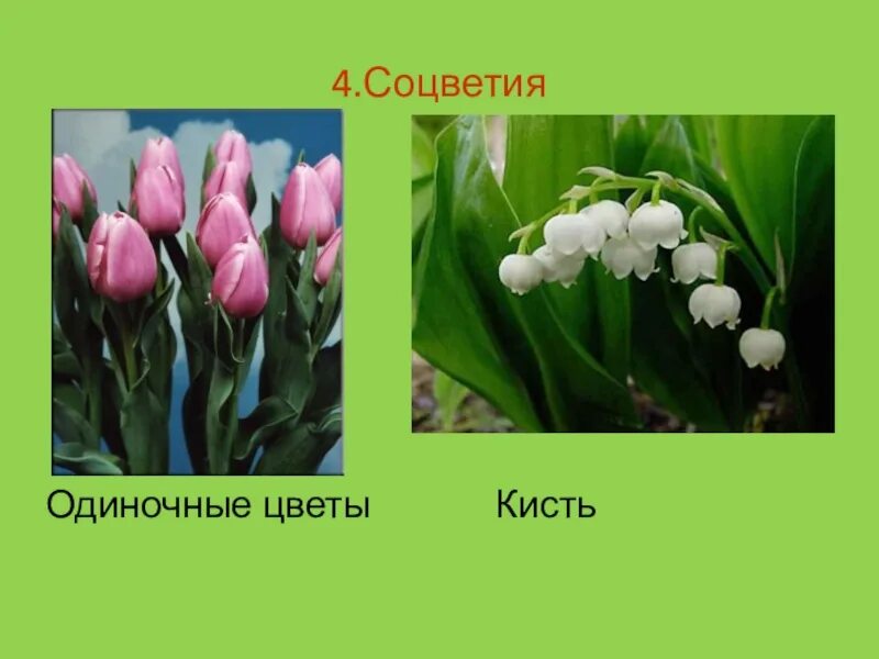 Семейство лилейные соцветие. Соцветие лилейных растений. Лилейный цветок соцветием. Лилейные соцветие биология 6 класс. Соцветие цветка семейства лилейные.