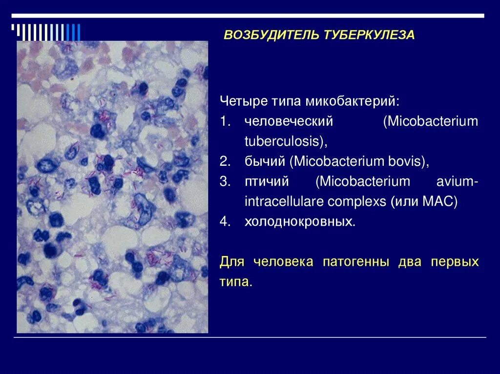 Микобактерия туберкулеза. Классификация возбудителей туберкулеза. Возбудитель туберкулеза. Типы микобактерий туберкулеза.