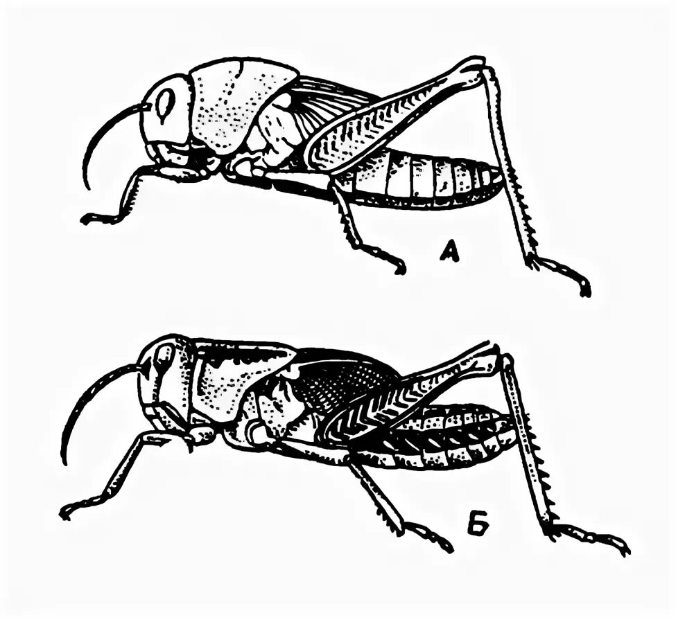 Строение личинки саранчи. Перелётная Саранча личинка. Строение саранчи перелетной. Одиночная и стадная фазы саранчи.