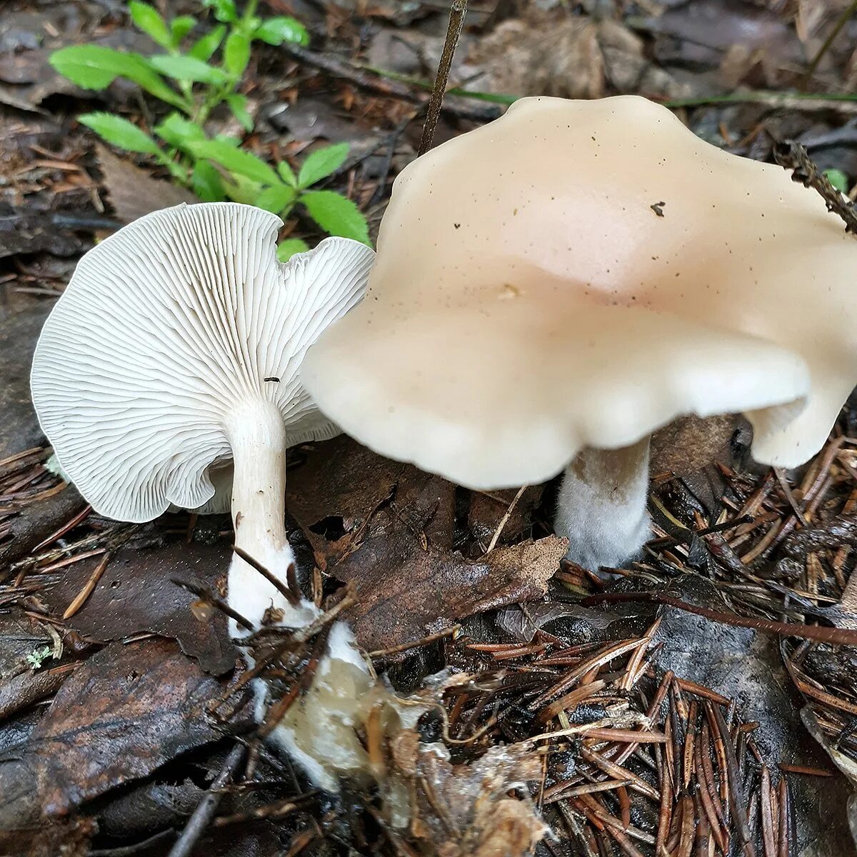 Говорушка восковатая. Говорушка беловатая (Clitocybe dealbata). Говорушка беловатая и восковатая. Говорушка ворончатая белая. Говорушка белая съедобная.