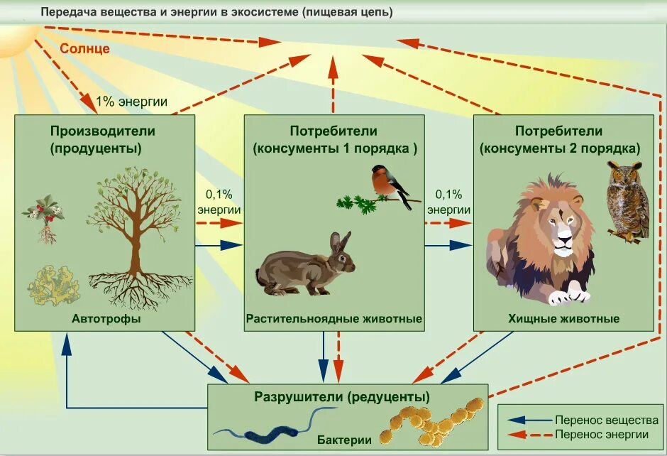 Жизненные процессы организмов. Пищевая цепь круговорот веществ в природе. Консументы в широколиственном лесу. Биологический круговорот с цепью питания. Схема пищевой Цепочки биологический круговорот.