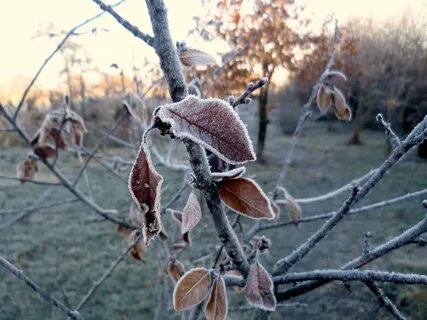 Поздняя осень заморозки