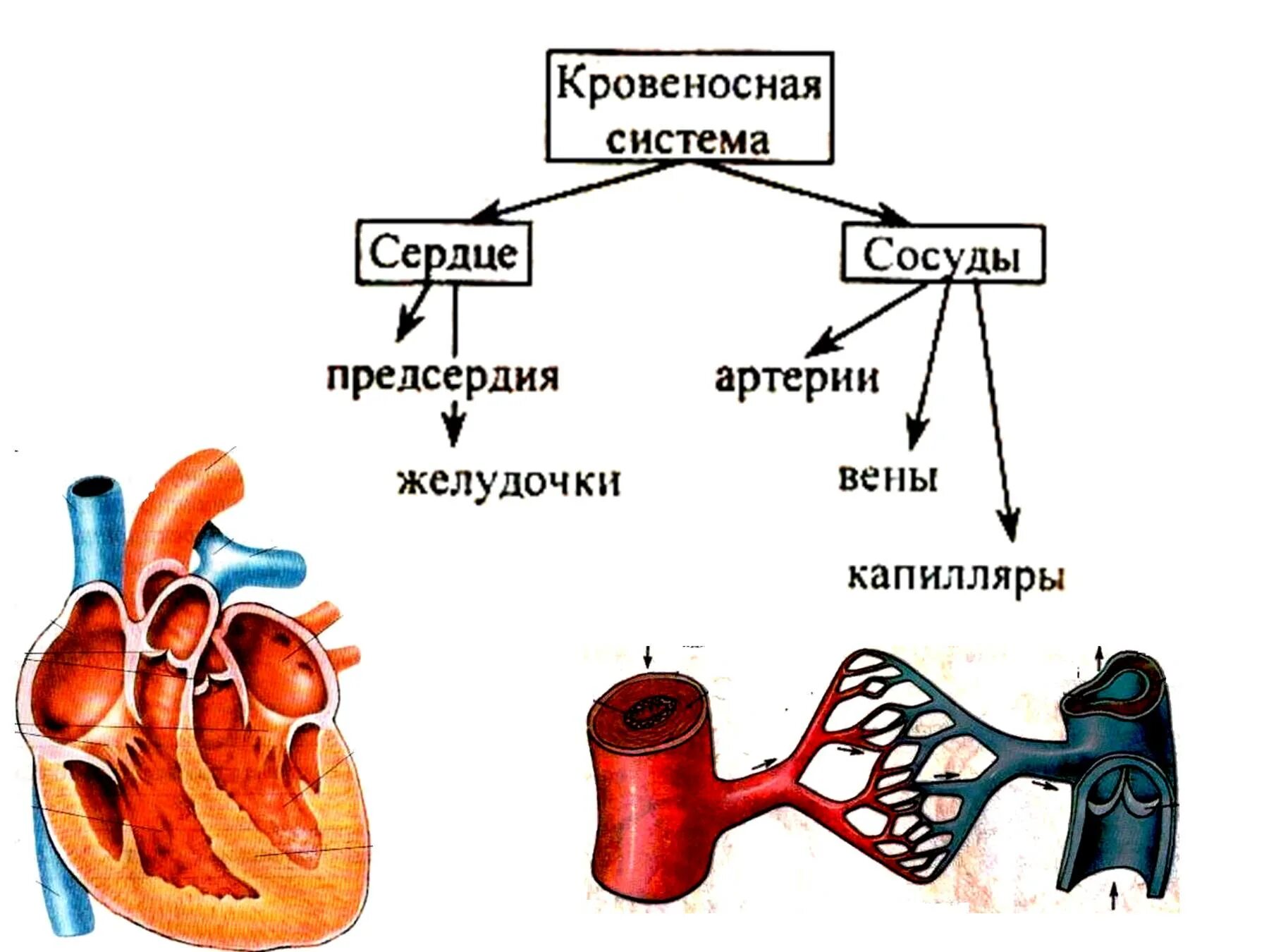 Кровеносная система многоклеточных животных. Транспорт веществ у позвоночных. Строение сердца позвоночных. Эволюция кровообращения. Предсердие у животных