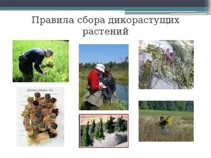 Основные способы хранения сырья дикорастущих растений